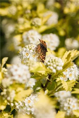 Blasenspiere 'Dart's Gold' - Physocarpus opulifolius 'Dart's Gold'