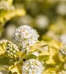 Blasenspiere 'Dart's Gold' - Physocarpus opulifolius 'Dart's Gold'