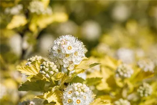 Blasenspiere 'Dart's Gold' - Physocarpus opulifolius 'Dart's Gold'