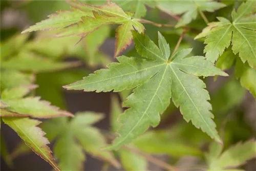 Fächerahorn 'Sangokaku' - Acer palmatum 'Sangokaku'