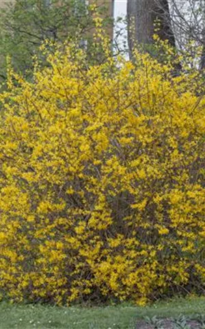 Forsythia intermedia 'Spectabilis' - Wildgehölze