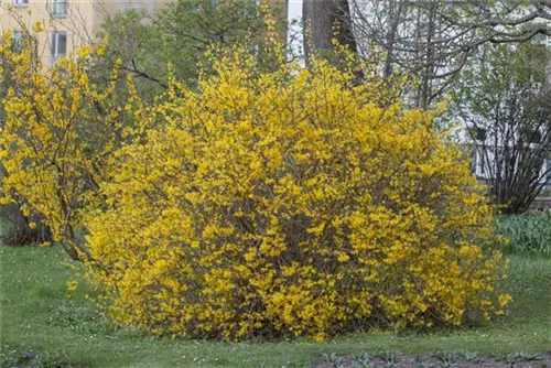 Forsythie 'Spectabilis' - Forsythia intermedia 'Spectabilis' - Wildgehölze