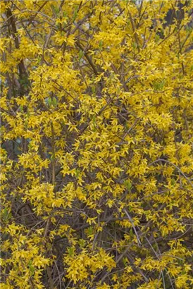 Forsythie 'Spectabilis' - Forsythia intermedia 'Spectabilis' - Wildgehölze