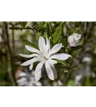 Sternmagnolie - Magnolia stellata - Formgehölze