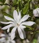 Sternmagnolie - Magnolia stellata - Bonsai