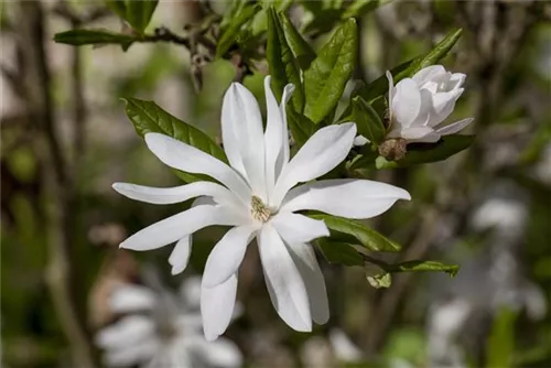 Sternmagnolie - Magnolia stellata - Bonsai