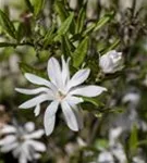 Sternmagnolie - Magnolia stellata - Bonsai