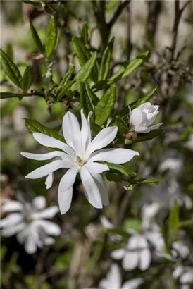 Sternmagnolie - Magnolia stellata - Bonsai