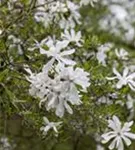 Sternmagnolie - Magnolia stellata - Bonsai