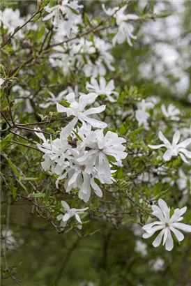 Sternmagnolie - Magnolia stellata - Bonsai