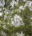 Sternmagnolie - Magnolia stellata - Bonsai