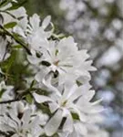 Sternmagnolie - Magnolia stellata - Bonsai