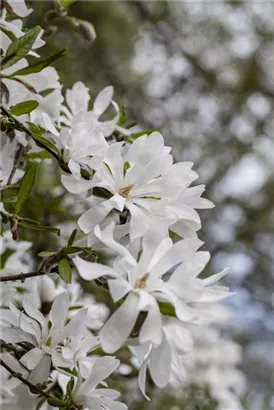 Sternmagnolie - Magnolia stellata - Bonsai