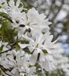 Sternmagnolie - Magnolia stellata - Bonsai