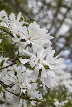 Sternmagnolie - Magnolia stellata - Bonsai