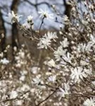 Sternmagnolie - Magnolia stellata - Bonsai