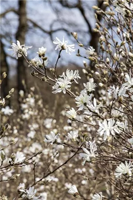 Sternmagnolie - Magnolia stellata - Bonsai