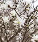 Sternmagnolie - Magnolia stellata - Bonsai