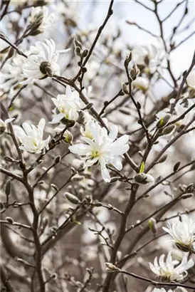 Sternmagnolie - Magnolia stellata - Bonsai