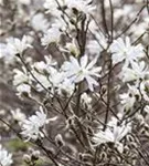 Sternmagnolie - Magnolia stellata - Bonsai