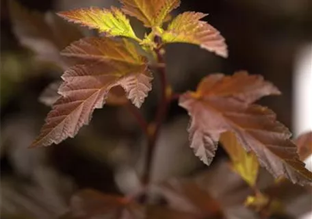 Physocarpus opulifolius 'Diable d'Or' -R- - Fasanenspiere 'Diable d'Or' -R-