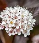 Fasanenspiere 'Diable d'Or' -R- - Physocarpus opulifolius 'Diable d'Or' -R-