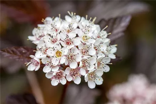 Fasanenspiere 'Diable d'Or' -R- - Physocarpus opulifolius 'Diable d'Or' -R-