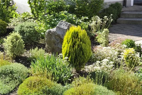 Gelber Zwerg-Lebensbaum - Thuja orientalis 'Aurea Nana'