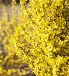 Forsythie 'Week-End' -R- - Forsythia intermedia 'Week-End' -R-