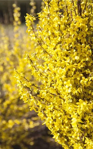 Forsythia intermedia 'Week-End' -R-