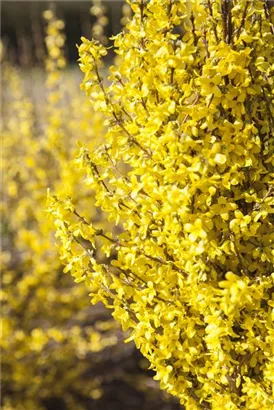 Forsythie 'Week-End' -R- - Forsythia intermedia 'Week-End' -R-