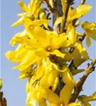 Forsythie 'Week-End' -R- - Forsythia intermedia 'Week-End' -R-