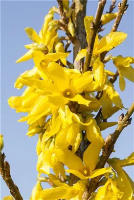 Forsythie 'Week-End' -R- - Forsythia intermedia 'Week-End' -R-