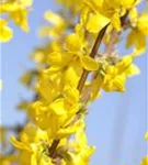 Forsythie 'Week-End' -R- - Forsythia intermedia 'Week-End' -R-