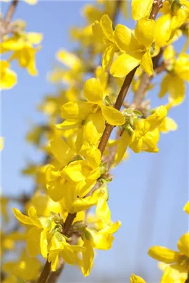 Forsythie 'Week-End' -R- - Forsythia intermedia 'Week-End' -R-