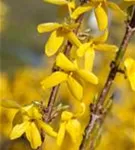 Forsythie 'Week-End' -R- - Forsythia intermedia 'Week-End' -R-