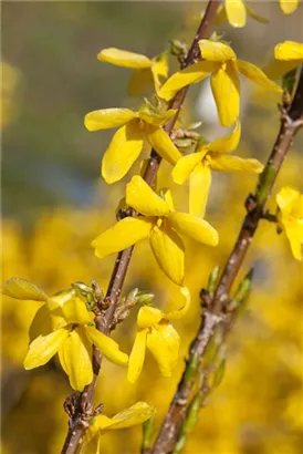 Forsythie 'Week-End' -R- - Forsythia intermedia 'Week-End' -R-