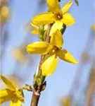 Forsythie 'Week-End' -R- - Forsythia intermedia 'Week-End' -R-