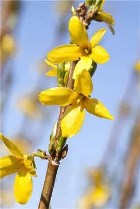 Forsythie 'Week-End' -R- - Forsythia intermedia 'Week-End' -R-