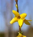 Forsythie 'Week-End' -R- - Forsythia intermedia 'Week-End' -R-