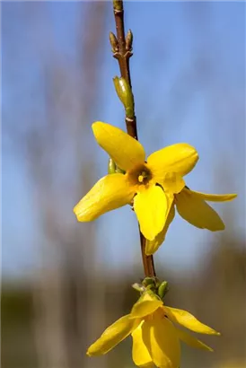 Forsythie 'Week-End' -R- - Forsythia intermedia 'Week-End' -R-