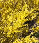 Forsythie 'Week-End' -R- - Forsythia intermedia 'Week-End' -R-