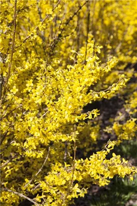 Forsythie 'Week-End' -R- - Forsythia intermedia 'Week-End' -R-