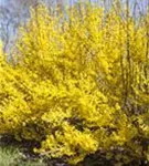 Forsythie 'Week-End' -R- - Forsythia intermedia 'Week-End' -R-