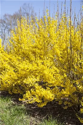 Forsythie 'Week-End' -R- - Forsythia intermedia 'Week-End' -R-