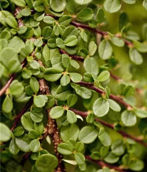 Cotoneaster micro.'Streibs Findling'