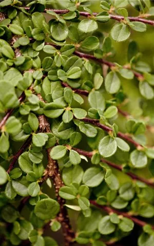 Cotoneaster micro.'Streibs Findling'