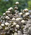 Blasenspiere 'Diabolo' - Physocarpus opulifolius 'Diabolo' -R-