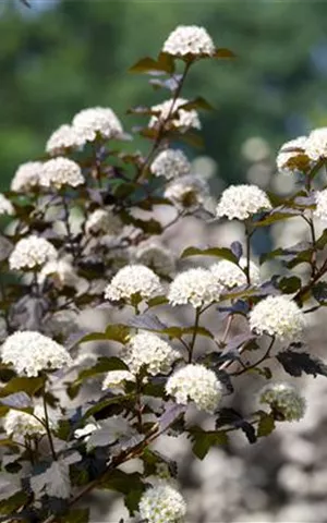 Physocarpus opulifolius 'Diabolo' -R-