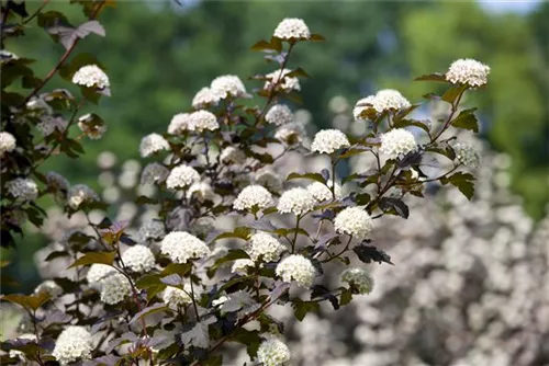 Blasenspiere 'Diabolo' - Physocarpus opulifolius 'Diabolo' -R-